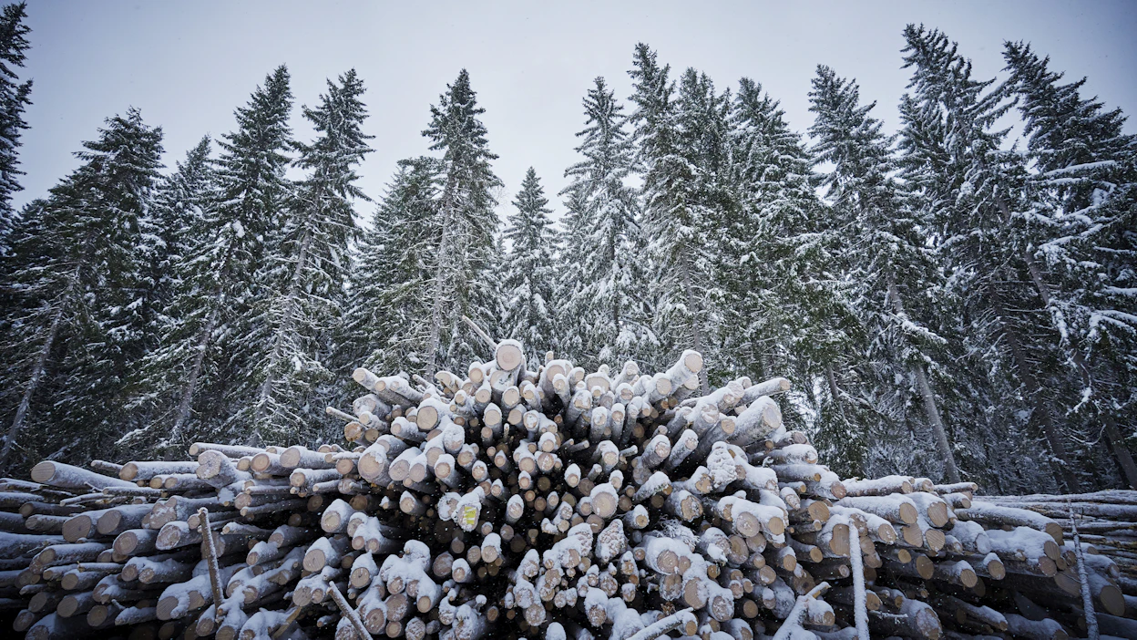 Moni kannattaa hakkuiden vähentämistä ilmastotavoitteiden saavuttamiseksi. Vähiten suosiota ajatus saa eniten metsää omistavien joukossa.