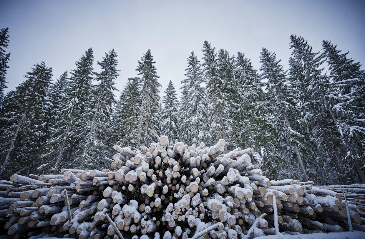 Metsälaki ei rajoita uudistushakattavan puuston ikää tai läpimittaa.