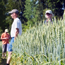 Viljelijät voivat vapaasti myydä 15 prosenttia Suomen vehnästä yhteismyynnillä.