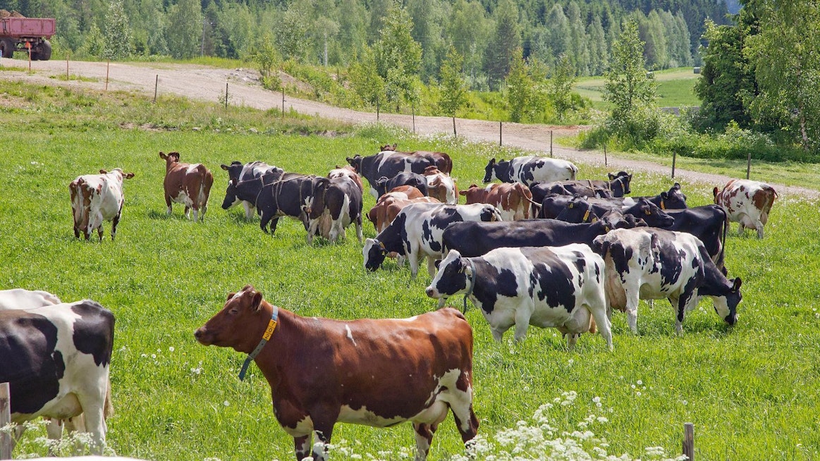 Tilakoko vaikuttaa jonkin verran maitokilon hiilijalanjälkeen. Suurimpien tilojen jälki on pienin.