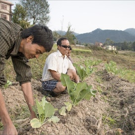 Yognath Sharma (vasemmalla) avustaa sokeita luomuviljelijöitä. Peltotöiden lisäksi hänen tehtäviinsä kuuluu sadon myynti paikallisilla markkinoilla. miikka Järvinen