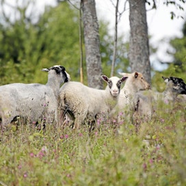 Lomailu lampaita paimentaen on haluttua puuhaa. Ensi kesän onnelliset paimenet arvotaan yli 900 hakijan joukosta. Piileekö tässä bisnesidea myös majoitusta tarjoaville maatiloille?