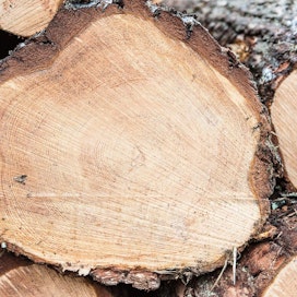 Suomessa puun tilavuus ja hinnoittelu perustuu kuoren päältä mittaukseen.