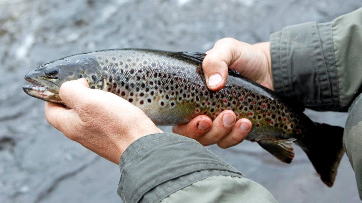 Kalastuslakia täydentävässä asetuksessa on muun muassa tarkoitus velvoittaa, että kaikilta yksivuotiaina tai vanhempina istutetuilta lohilta, järvilohilta ja meritaimenilta leikataan rasvaevät. Kuvassa taimen.