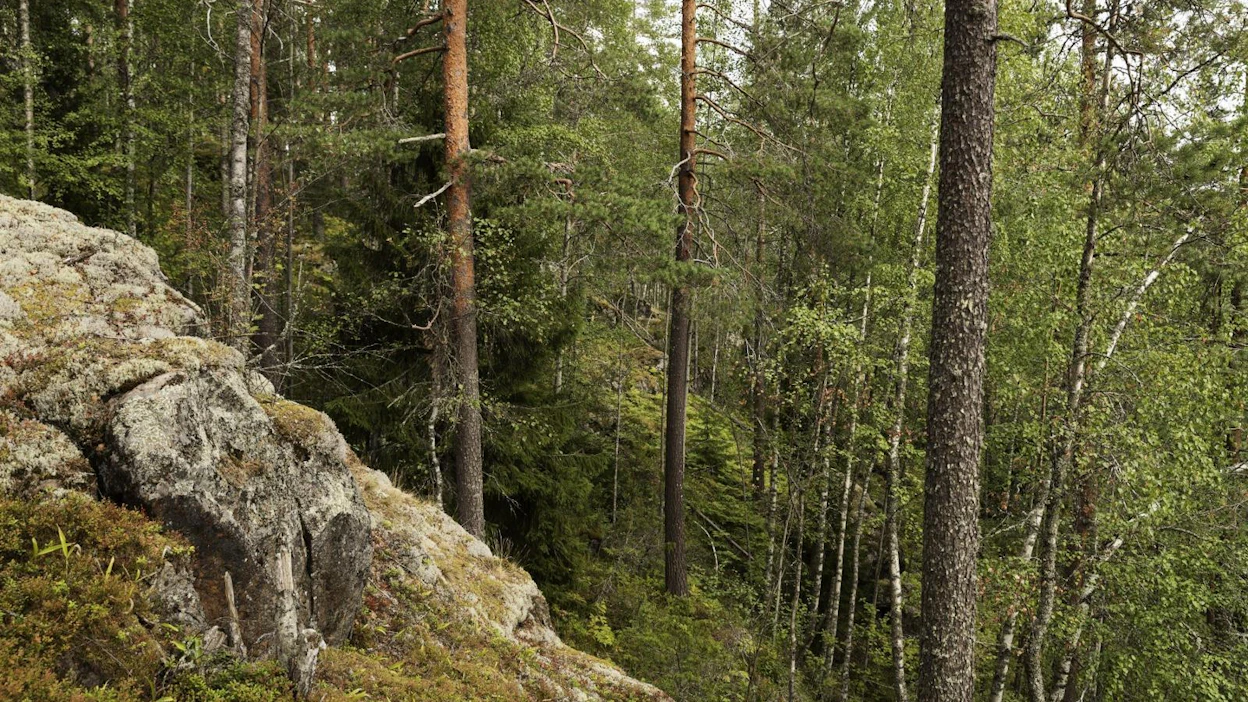 Sitran selvityksen mukaan ilmastoystävällisiin ratkaisuihin tulisi kannustaa taloudellisesti. LEHTIKUVA / RONI REKOMAA