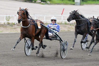 Kuvassa Gloria Web voittaa Tammakriteriumin helposti Jorma Kontion ohjastuksessa. West Breeding Oy:n kasvattama kovia lähtöjä kolunnut huipputamma on tienannut yli 5 600 euroa per startti.