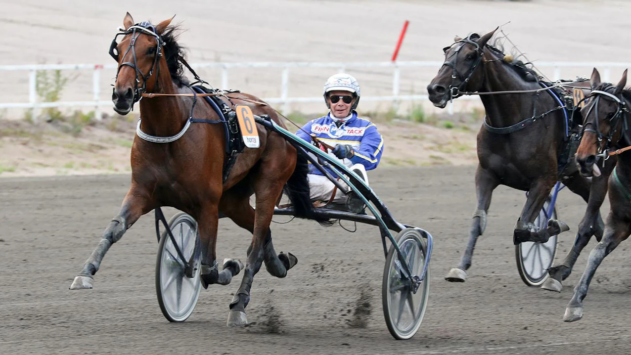 Kuvassa Gloria Web voittaa Tammakriteriumin helposti Jorma Kontion ohjastuksessa. West Breeding Oy:n kasvattama kovia lähtöjä kolunnut huipputamma on tienannut yli 5 600 euroa per startti.