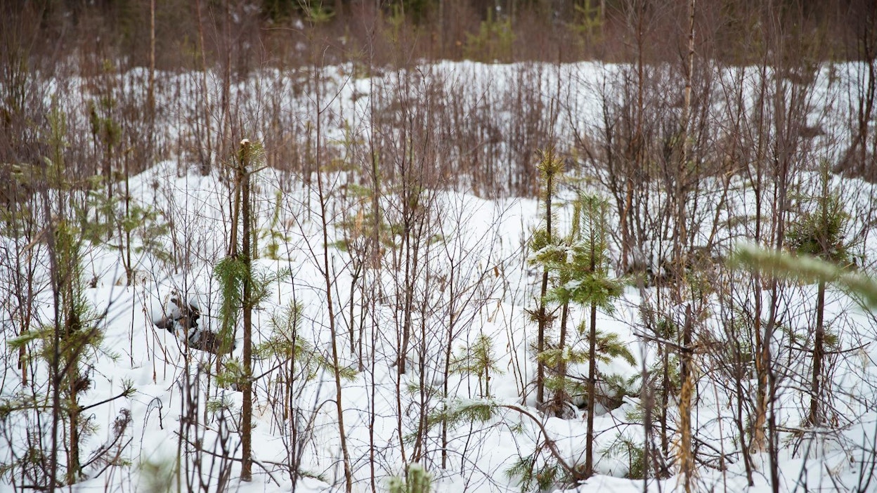 Korvattavien hirvituhojen määrä kasvoi viime vuonna rajusti.