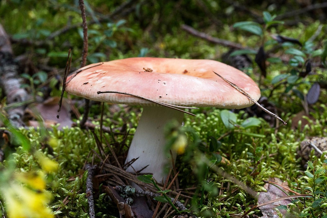 Sienet kiehtovat metsässä liikkujia kaikkialla.