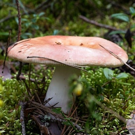 Sienet kiehtovat metsässä liikkujia kaikkialla.