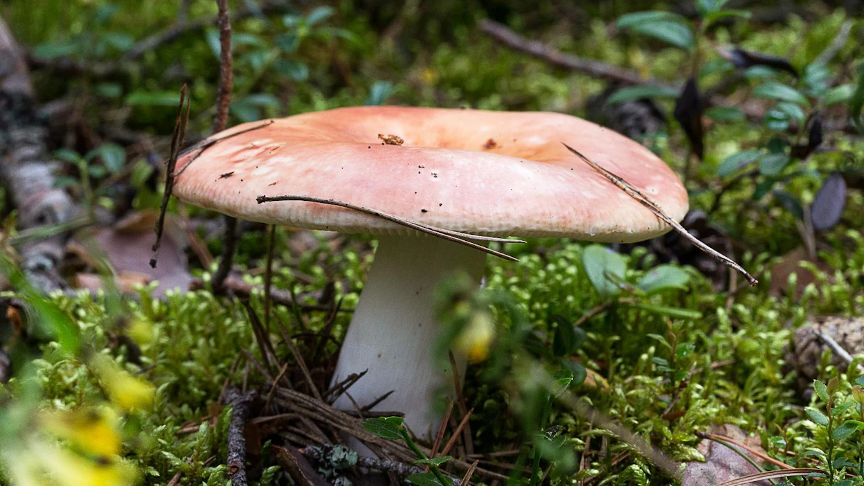 Sienet kiehtovat metsässä liikkujia kaikkialla.