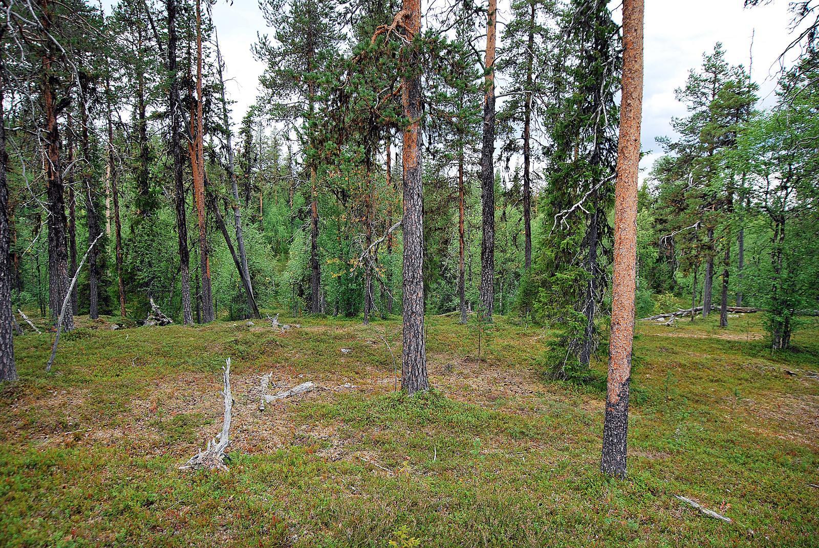 MTK Ja Suomen Yhteismetsät Ry: Suojeluvaatimukset Rajoittavat ...