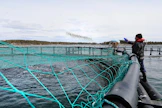 Nordic Trout kasvattaa kalaa muun muassa Ahvenanmaalla ja Kustavissa. Suomessa ruokakalan tuottajia on nyt 70, kun vielä vuonna 2006 niitä oli 120.