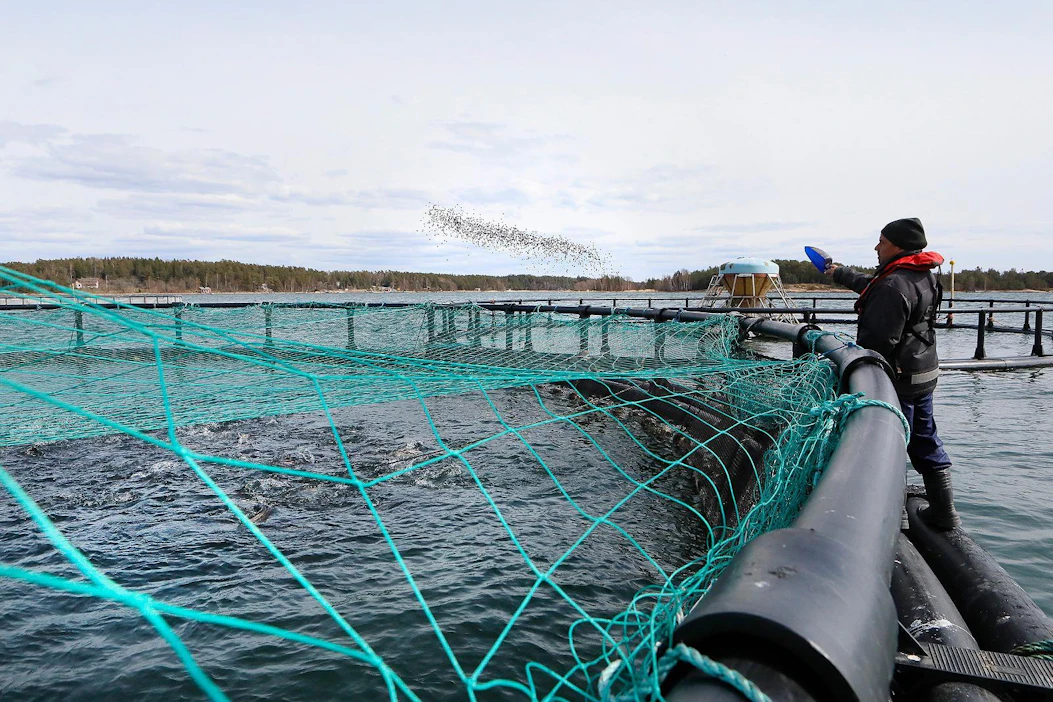 Nordic Trout kasvattaa kalaa muun muassa Ahvenanmaalla ja Kustavissa. Suomessa ruokakalan tuottajia on nyt 70, kun vielä vuonna 2006 niitä oli 120.