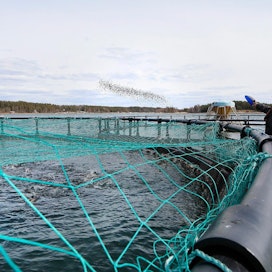 Nordic Trout kasvattaa kalaa muun muassa Ahvenanmaalla ja Kustavissa. Suomessa ruokakalan tuottajia on nyt 70, kun vielä vuonna 2006 niitä oli 120.