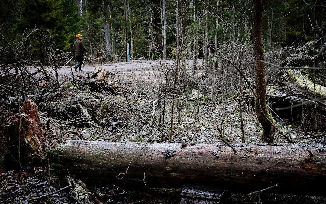 Seppo Vuokko: Suomen uhanalaiset luontotyypit -teos on yksipuolisuudessaan  karmaiseva, varsinkin kun se ohjaa luonnonsuojelu- ja metsäpolitiikkaa - MT  Metsä - Maaseudun Tulevaisuus