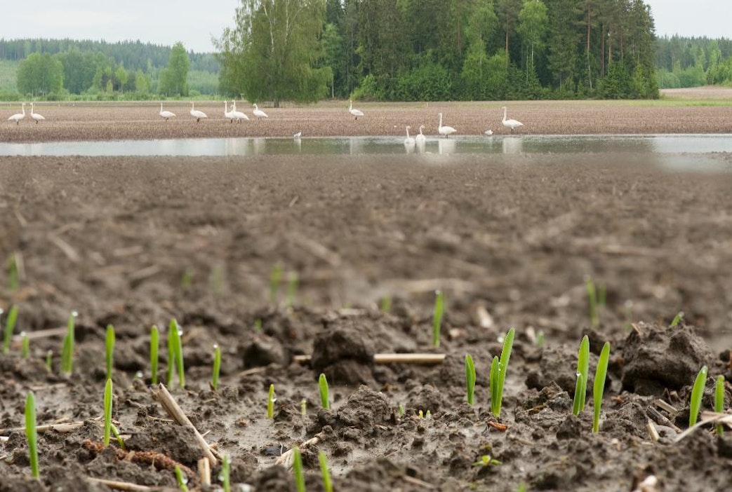 Runsaat sateet pakottavat viljelijöitä
muuttamaan kylvöaikeitaan.