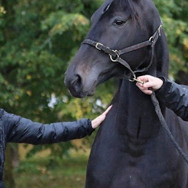 Michaela Borup ja Mathias Furuhjelm ovat jatkaneet Michaelan isän Per Borupin jalostustyötä. Run For Royalty on monen hevossukupolven satsauksen tulosta.