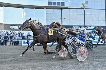 Very Kronos voitti viime kaudella kymmenestä startistaan kaksi ja tienasi 2,8 miljoonaa kruunua. Kuvassa ori voittaa Erik Adielssonin ohjastamana Sundsvall Open Trotin miljoonan kruunun ykköspalkinnon.