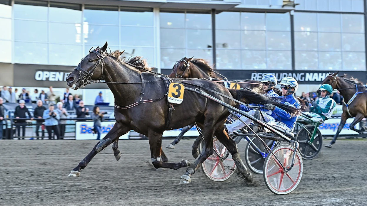 Very Kronos voitti viime kaudella kymmenestä startistaan kaksi ja tienasi 2,8 miljoonaa kruunua. Kuvassa ori voittaa Erik Adielssonin ohjastamana Sundsvall Open Trotin miljoonan kruunun ykköspalkinnon.