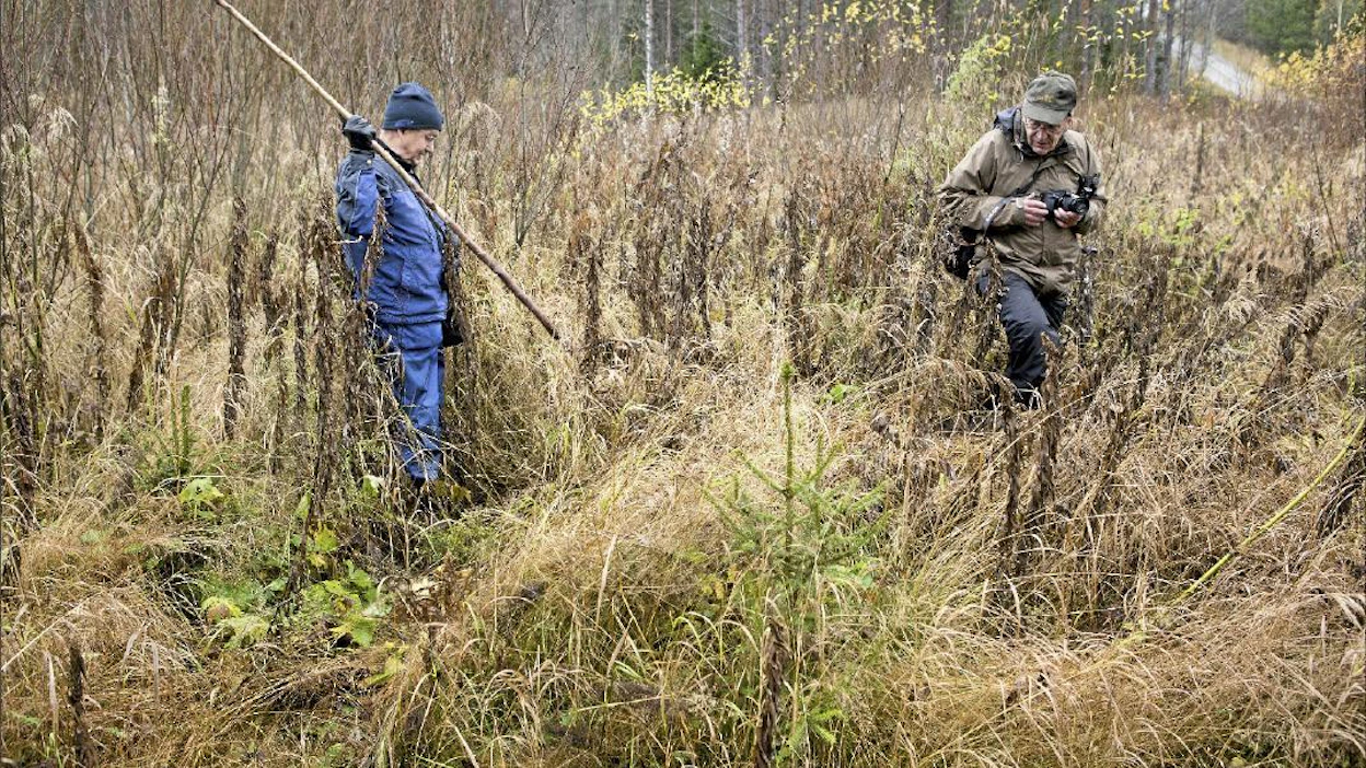 ”Tässä olisi tarvittu glyfosaattia heinän torjuntaan”, sanoo metsäntutkija Pertti Harstela (vas.) metsäyrittäjä Elias Lähdesmäelle. pentti vänskä