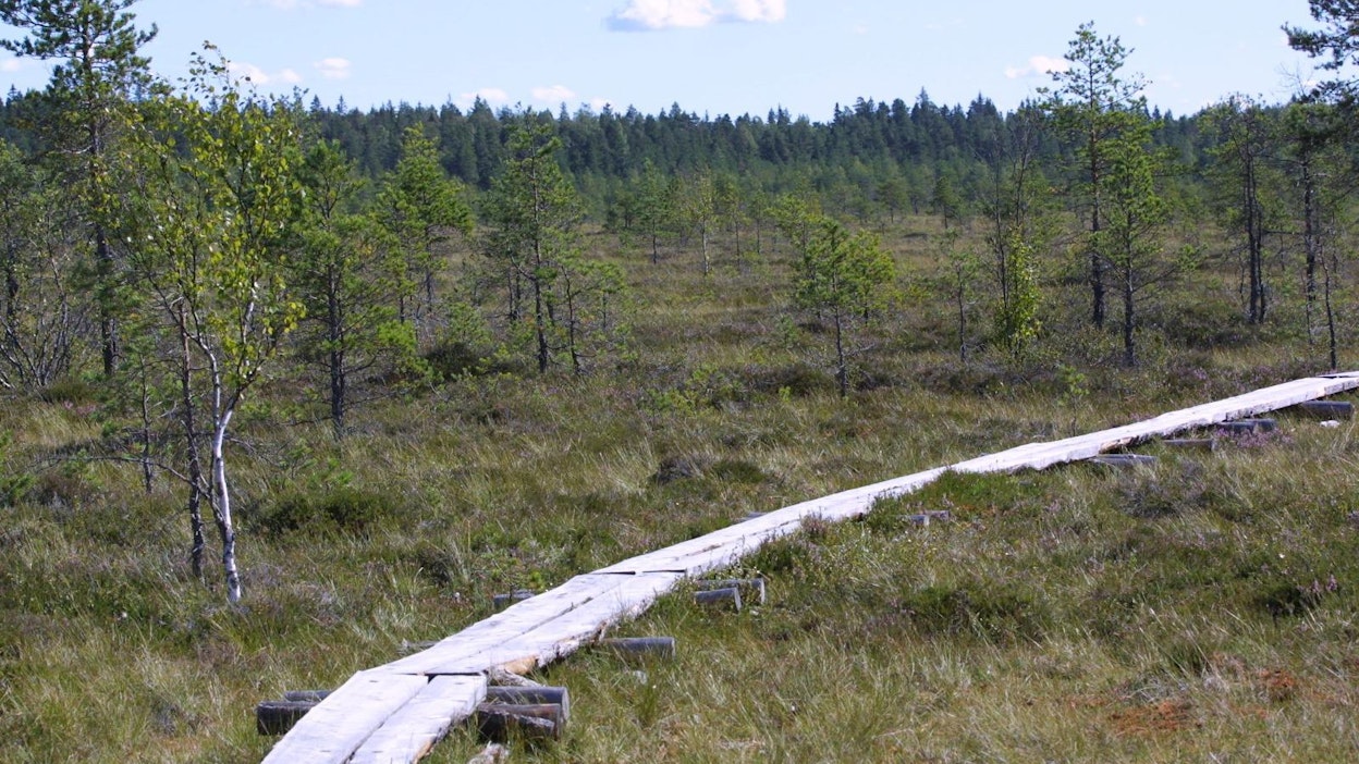 Metsähallitus on korvannut retkeilyalueiden pitkospuita teräksellä.