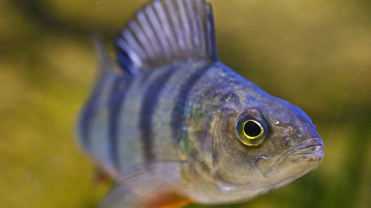 Kalojen elohopeapitoisuus voi talvella olla jopa 40 prosenttia suurempi kuin kesällä tai syksyllä.