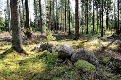 Talon rakentaminen metsän keskelle muutti koko perheen suhdetta luontoon.