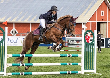 Johanna Valmunen ja suomenpienhevonen Kankalon Morgan kilpailivat viime syksynä Suomenratsujen kuninkaallisissa. Ori on esillä jalostusarvostelussa vajaan kolmen viikon kuluttua.
