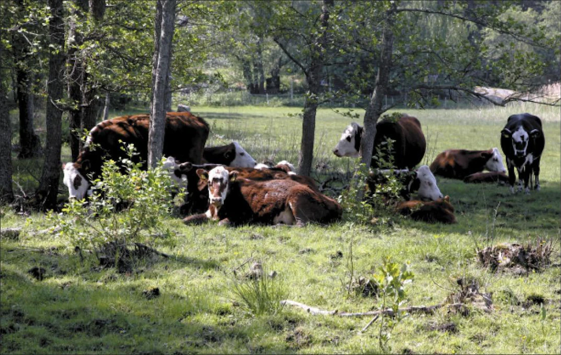 Nystun tilan naudat hoitavat perinnemaisemaa Korppoossa. Laidunnus pelastaa monet uhanalaiset kasvilajit katoamiselta. Seuranaan lehmillä on laitumella runsas lintulajisto. Tilalla on nautojen lisäksi myös lampaita, jotka viettävät kesän saarissa. Jaana Kankaanpää
