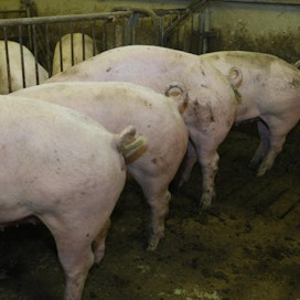 Tämän näköiset siat ovat Saksassa harvinaisuus. Ala-Saksin osavaltio maksaa saparollisista sioista erityistä tukea.