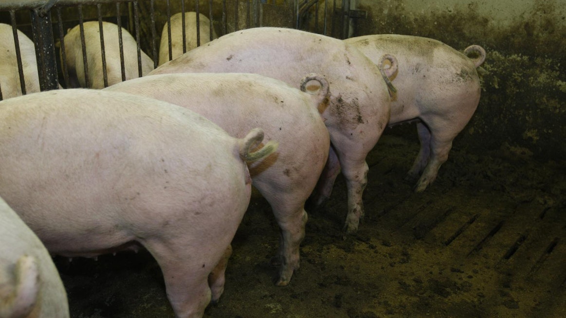 Tämän näköiset siat ovat Saksassa harvinaisuus. Ala-Saksin osavaltio maksaa saparollisista sioista erityistä tukea.