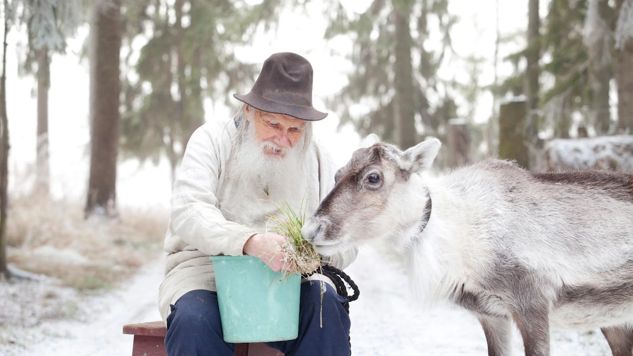 Kanniston Kotieläintilalla Alastarossa on kolme poroa: Muro, Salla ja Malla. Tauno Suominen kertoo, että urosporoa etsitään niiden seuraksi.