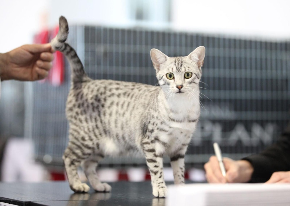 Näyttelyssä kilpailee yli 1 500 kissaa. Kuvassa egyptinmau.