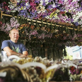 Tuhansia kuivakukkakimppuja on puutarhuri Markku Halosen navetan ylisillä. Lokakuun loppuun mennessä kukat on joko myyty tai siirretty lämpimiin tiloihin. Lari Lievonen