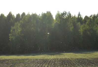 Kaalikoita lentelee parvena pellon yläpuolella.