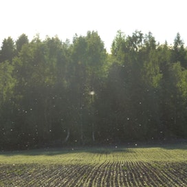 Kaalikoita lentelee parvena pellon yläpuolella.