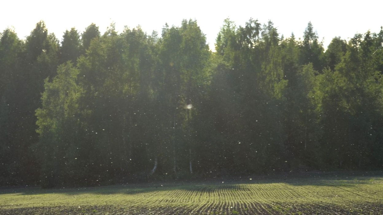 Kaalikoita lentelee parvena pellon yläpuolella.