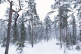 Sairaaloiden terveysmetsät ovat kaupungin ja hyvinvointialueen omistamia, kaikille avoimia luontoalueita. Kuvan metsä ei liity juttuun.