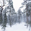 Sairaaloiden terveysmetsät ovat kaupungin ja hyvinvointialueen omistamia, kaikille avoimia luontoalueita. Kuvan metsä ei liity juttuun.
