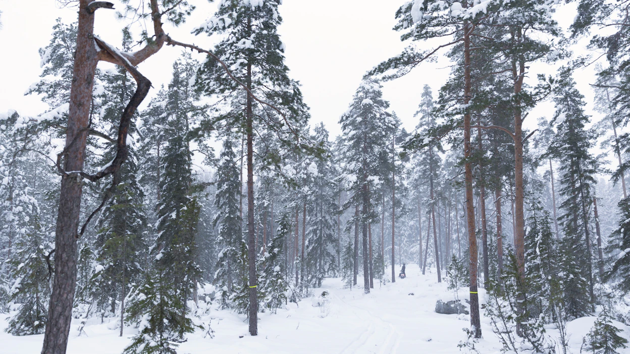 Sairaaloiden terveysmetsät ovat kaupungin ja hyvinvointialueen omistamia, kaikille avoimia luontoalueita. Kuvan metsä ei liity juttuun.