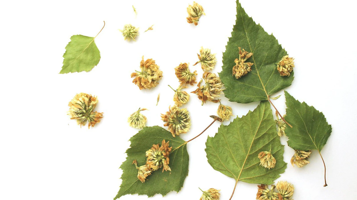 Koivun kuoressa on hyödyllistä betuliinia, lehdissä eteerisiä öljyjä, flavonoideja ja fenoleja. Apilankukkien isoflavonoidit ja fytoestrogeenit kiinnostavat muun muassa syöpätutkijoita.