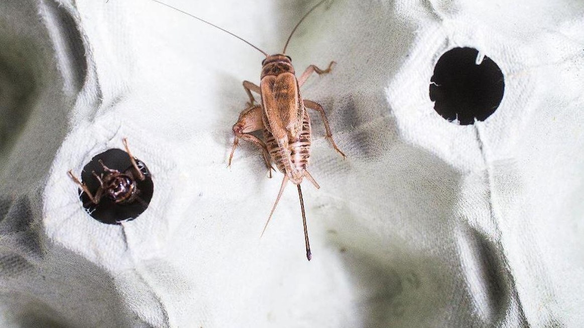 Elintarvikekäytössä suosituin hyönteinen on kotisirkka. Kuvan sirkka kasvoi EntoCuben tuotantotiloissa Espoossa.