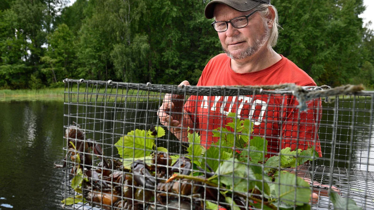 Ravustuskauden alku toi Mäkiselle saaliiksi melkein neljä rapua yhteen mertaan. Ravustuskausi käynnistyi keskiviikkona 21. heinäkuuta ja kestää 31. lokakuuta asti.