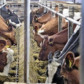 EU:n komissio arvioi maidon tuottajahinnan asettuvan 35 sentin tuntumaan.