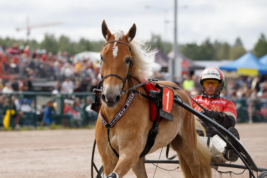 Kuvankaunis kuningatar kera isäntänsä. Suven Sametti ja Tapio Perttunen tavoittelevat tänään megasuosikkina Tammaderbyn karsintavoittoa.