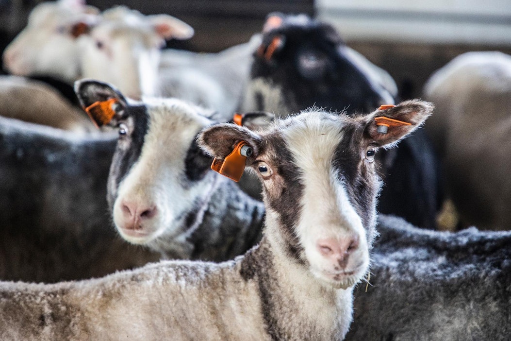 Korvamerkit ovat lampaan virallinen henkilöllisyystodistus