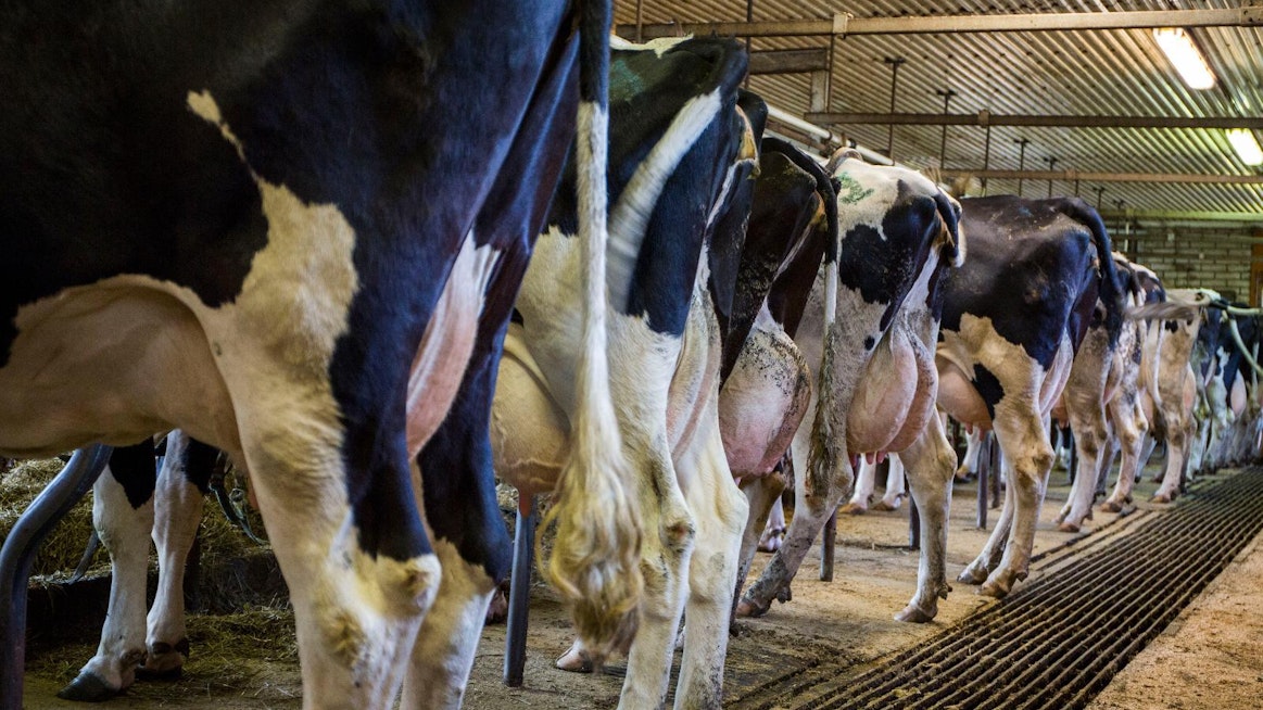 Lehmien pisuaarilla halutaan vähentää maatalouden ammoniakkipäästöjä. Pääsääntöisesti tärkeimpinä vähennyskeinoina pidetään nykyään esimerkiksi lietelannan ja virtsan sijoituslevitystä sekä nopeaa multausta.