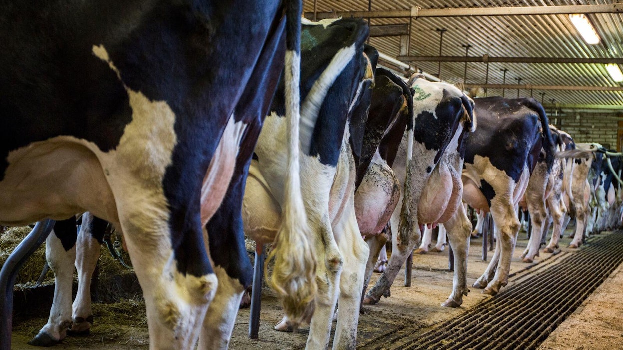 Lehmien pisuaarilla halutaan vähentää maatalouden ammoniakkipäästöjä. Pääsääntöisesti tärkeimpinä vähennyskeinoina pidetään nykyään esimerkiksi lietelannan ja virtsan sijoituslevitystä sekä nopeaa multausta.
