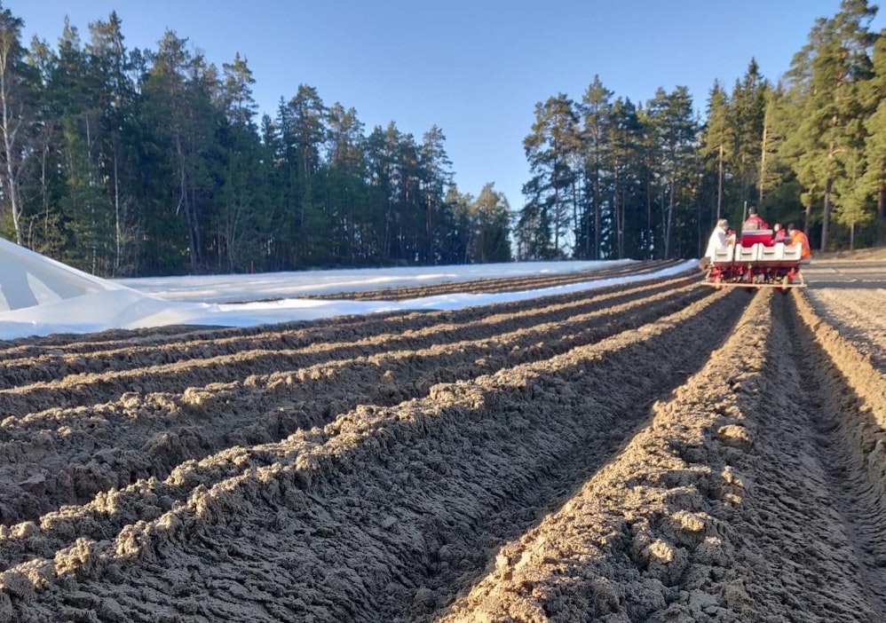 Varhaisperunaa istutetaan muovin ja harson alle. Kuva Stiina Lerkki.